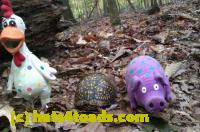 /home//u458753944/public_html/sourcegallery/////////////Chickens/Valley Forge/IMAG0085.jpg